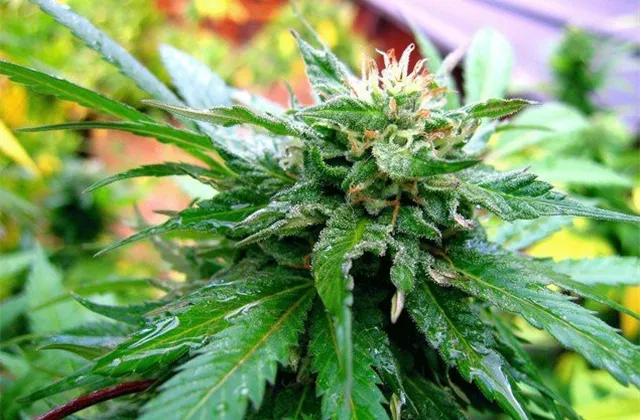 Drogy na Wall Street: Marihuana pro analytiky, kokain pro tradery